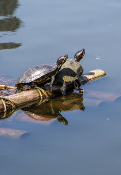 Turtles life