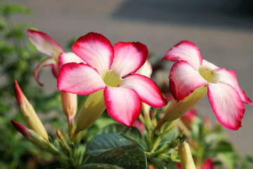 desert rose or Impala Lily