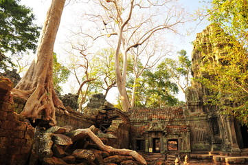 Angkor Ta Prohm Temple of Cambodia