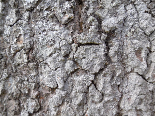 Tree bark texture