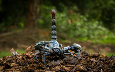 Faithful dangerous scorpions.