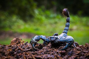 Scorpions in the forest, can harm humans.