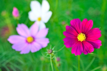 コスモス