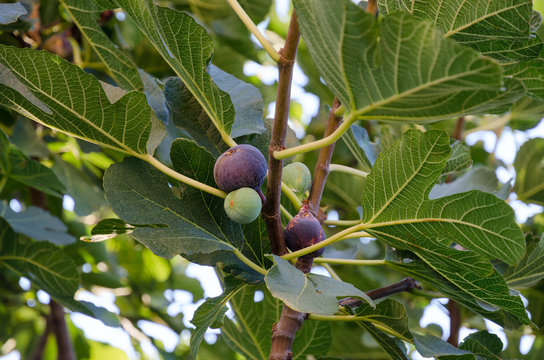 Ripening on the branch fruit of figs