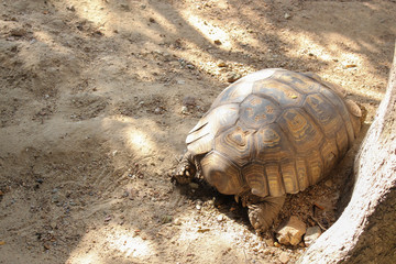 Obraz premium big tortoise walk on park