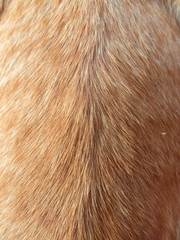 Hair animal color. It is hair of cat