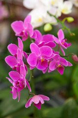 Fototapeta na wymiar orchid flowers