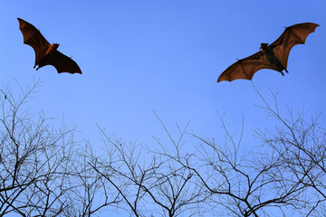 Bat silhouettes flying in the sky - Halloween festival