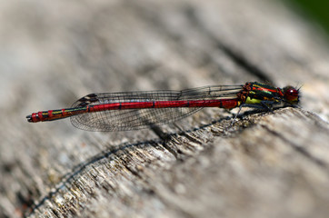 Libelle