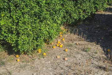 Orange trees in plantation