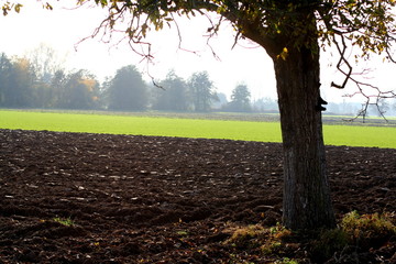 Baum auf dem Feld