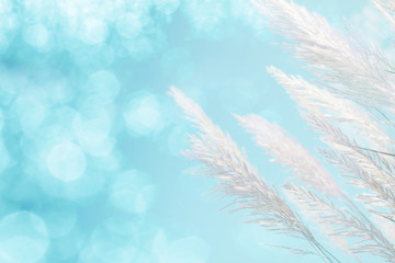Fototapeta na wymiar soft focus of cool blue lighting softness Feather Grass