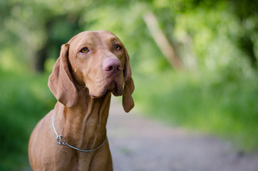 Vizsla dog