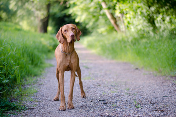 Vizsla dog