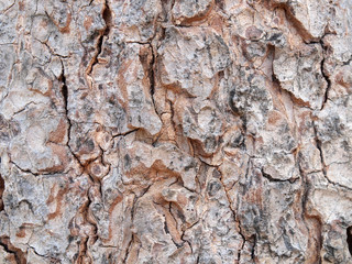 Tree bark texture