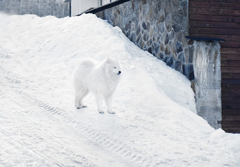 Obraz na płótnie Canvas Cute dog over snow, outdoors