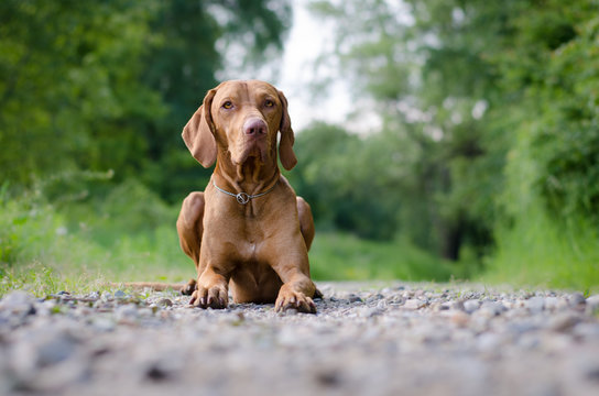 Vizsla dog