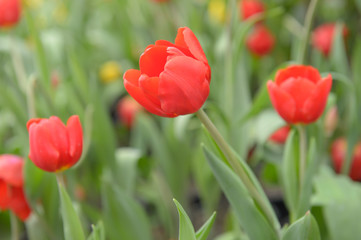 Beautiful bouquet of tulips, tulips in spring,colourful tulips.