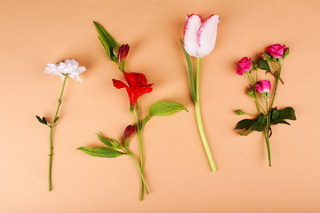 Different flowers on colour background