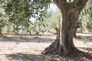Olive trees in plantation