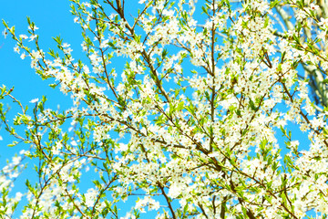 Blooming tree twigs with white flowers in spring on blue sky