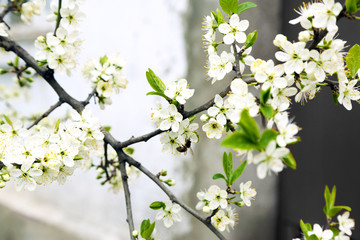 Blooming tree twigs with white flowers in spring close up