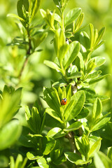 Obraz premium Beautiful spring leaves, close up