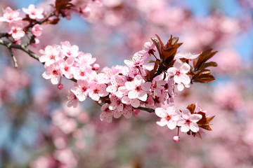 Cherry blossoms over blurred nature background, close up
