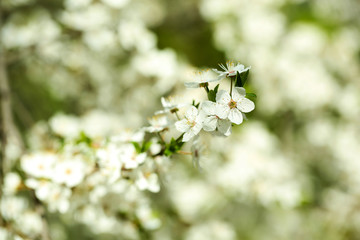 Cherry blossoms over blurred nature background, close up