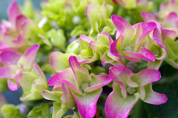 紫陽花