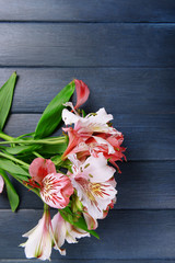 Beautiful alstroemeria on wooden background