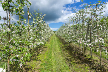 Fototapeta na wymiar Swedish apple plantation in blooming season