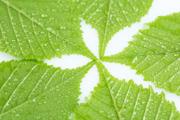 Beautiful green leaves with water drops close up