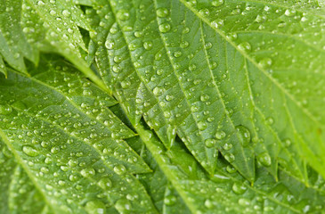 Beautiful green leaves with water drops close up