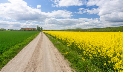 Obraz na płótnie Canvas Swedish farm road through blooming rape field