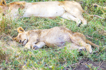 Cute lion cub sleeps on the back after meal