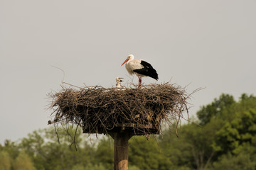 stork and baby in the nest