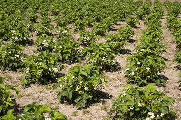Danish strawberry field