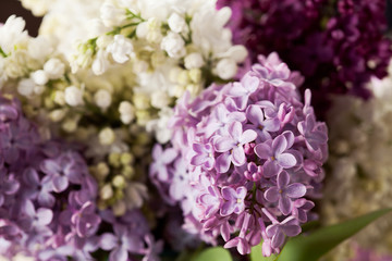 Brunches of white and purple lilac