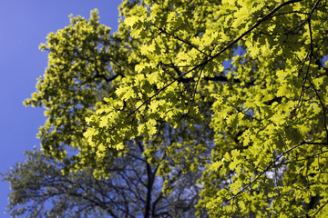 Oak Leaves
