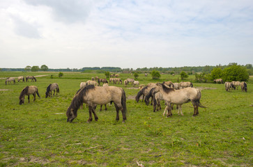 Herd of Konik horses in the wilderness in spring