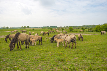 Obraz premium Herd of Konik horses in the wilderness in spring