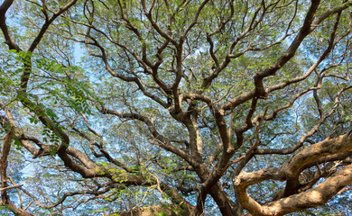 Mightiness of Giant rain tree
