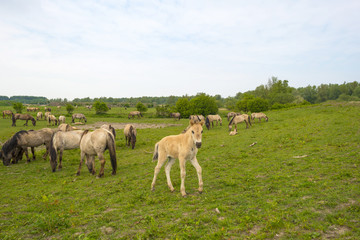 Fototapeta premium Herd of Konik horses in the wilderness in spring