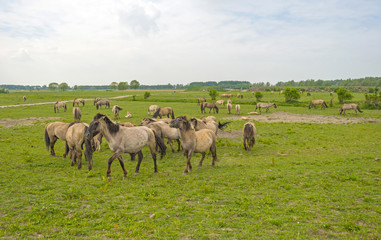 Fototapeta premium Herd of Konik horses in the wilderness in spring