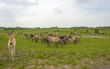 Herd of Konik horses in the wilderness in spring