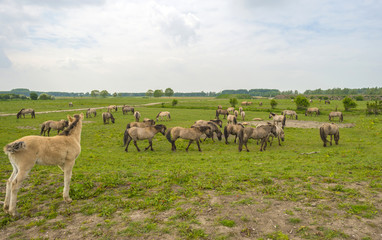 Naklejka na ściany i meble Herd of Konik horses in the wilderness in spring