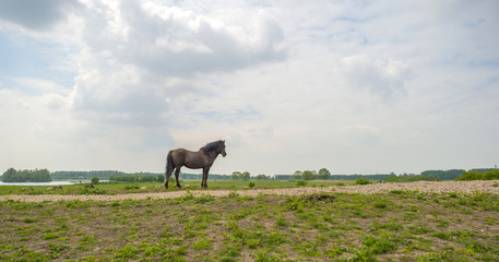 Horse on top of a hill in spring