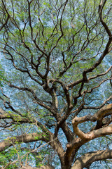 Shade of Giant rain tree