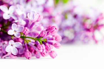 Young spring lilac flowers blooming. On white